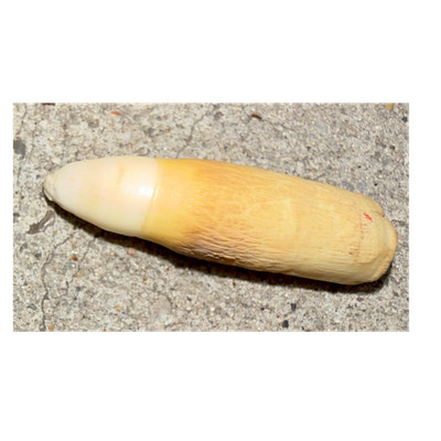 Alligator Tooth Natural Collectible