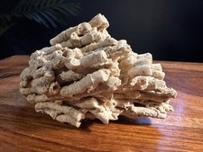 Fossilised Coral Specimen Natural Prehistoric Stone Geological Display