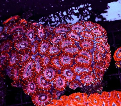 Pink Juice Acan Colony WYSIWYG - SAQ Coral Farm