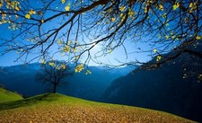 Landscape nature trees hills branch fall leaves Custom Gaming Mat Desk