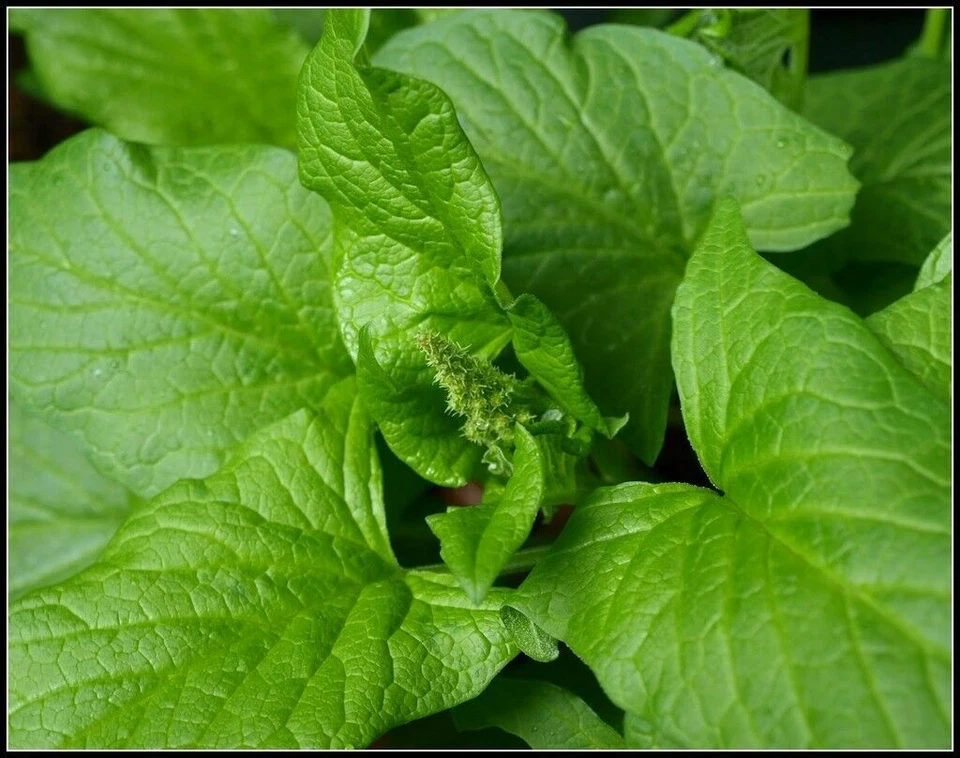 ORGANIC Good King Henry Perenne 50 SEMILLAS ORGÁNICAS Espinacas Resistentes Vegetales Bio No OGM