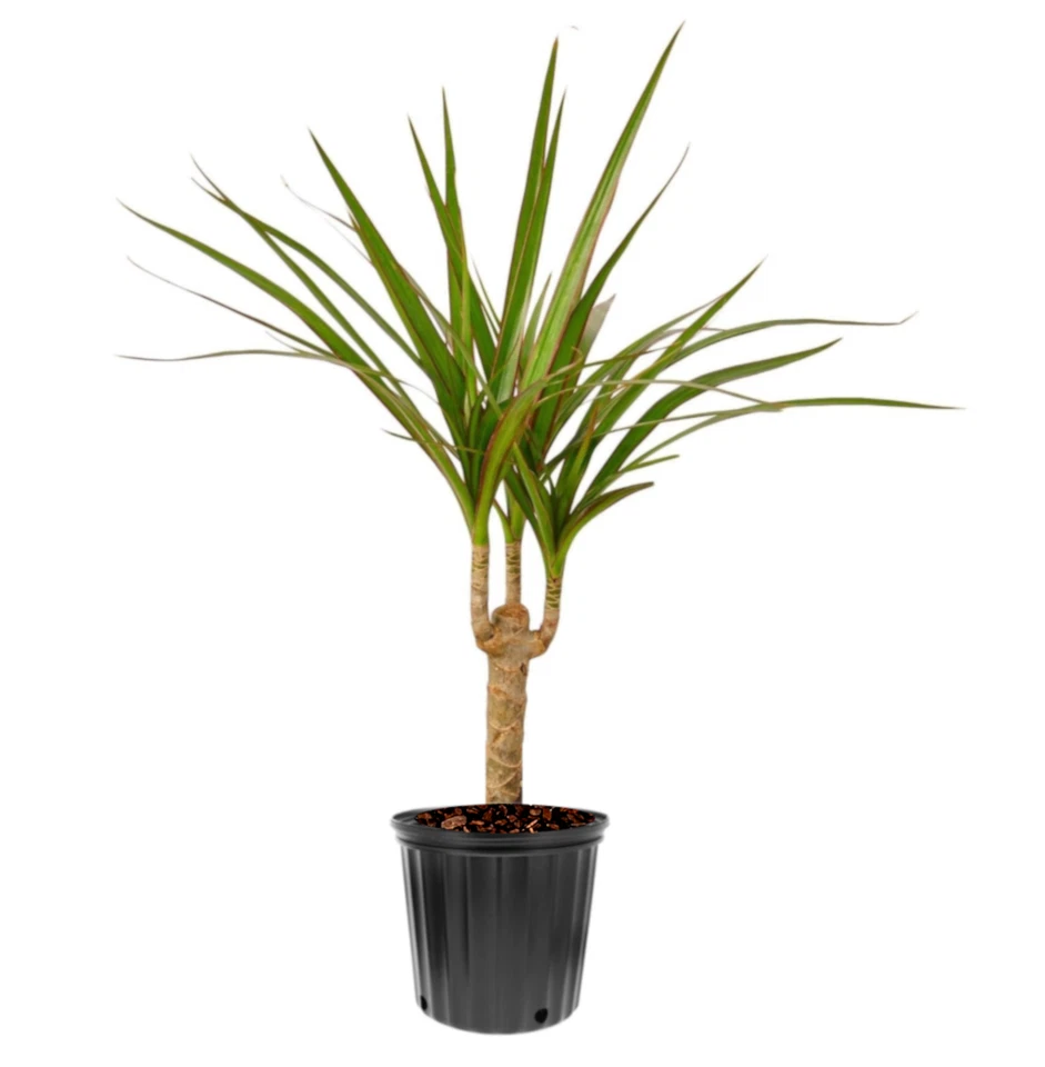 18in. live Dracena Marginata Plant 4in / 6in GRAY Pots 10Pair Disposable Gloves - Image 4 of 4