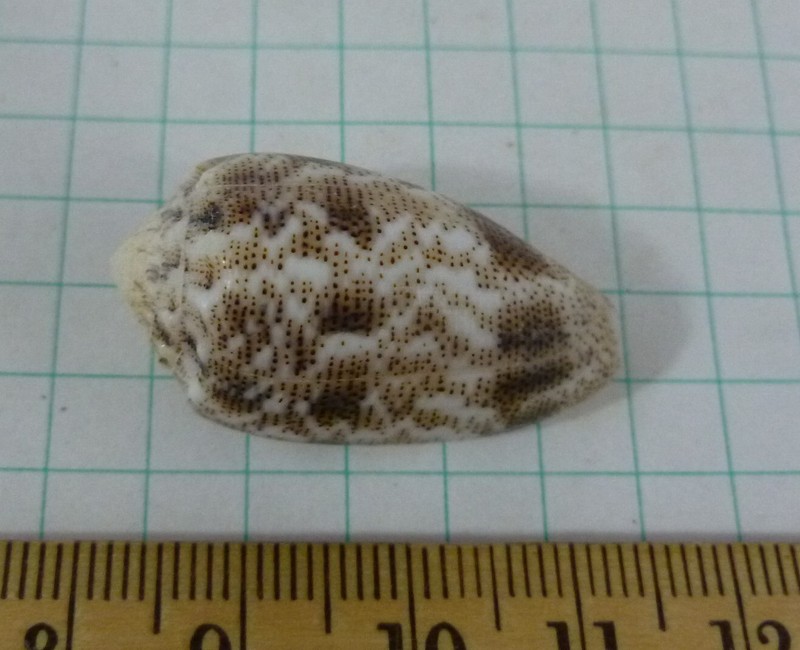Conus arenatus, 33mm F++/F+++