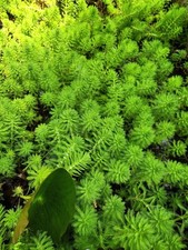 12+ Parrot's Feather Aquatic Surface Pond Plant 