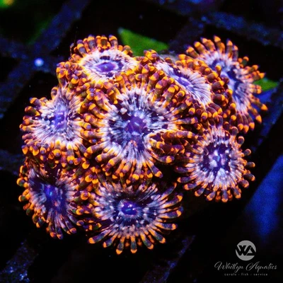 WHITLYN AQUATICS Utter Chaos Zoa - Live Coral Frag
