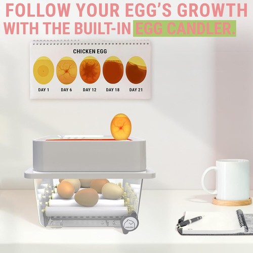Incubadora de huevos fácil de usar para todas las edades - 12 huevos, control de humedad y vela - Imagen 6 de 10