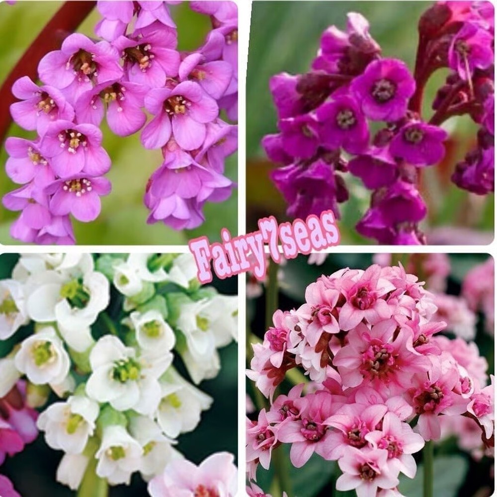 BERGENIA cordifolia Seeds-New Hybrids- Elephants Ears, New Winter Bloom Hybr.