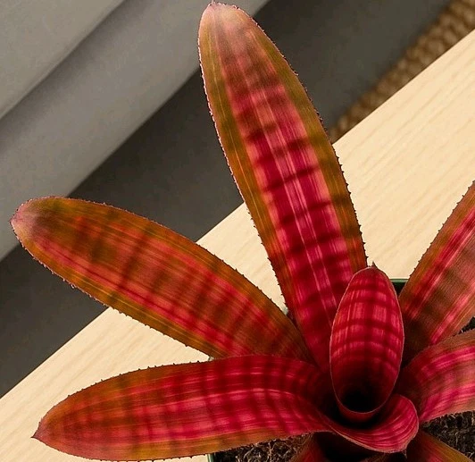 Pack 2. Bromelia Ojos de Cámara Planta Tropical Rara En 4 Macetas Envío Gratis Foto 4 de 4