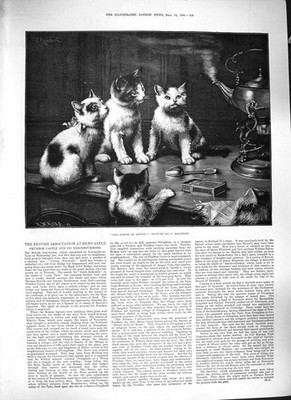 Original alter antiker Druck Reichert 1889 Power Sound Katzen rauchen Teekanne 19.