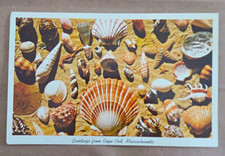 M. L. Booth Co. Chrome Postcard Greetings fro...