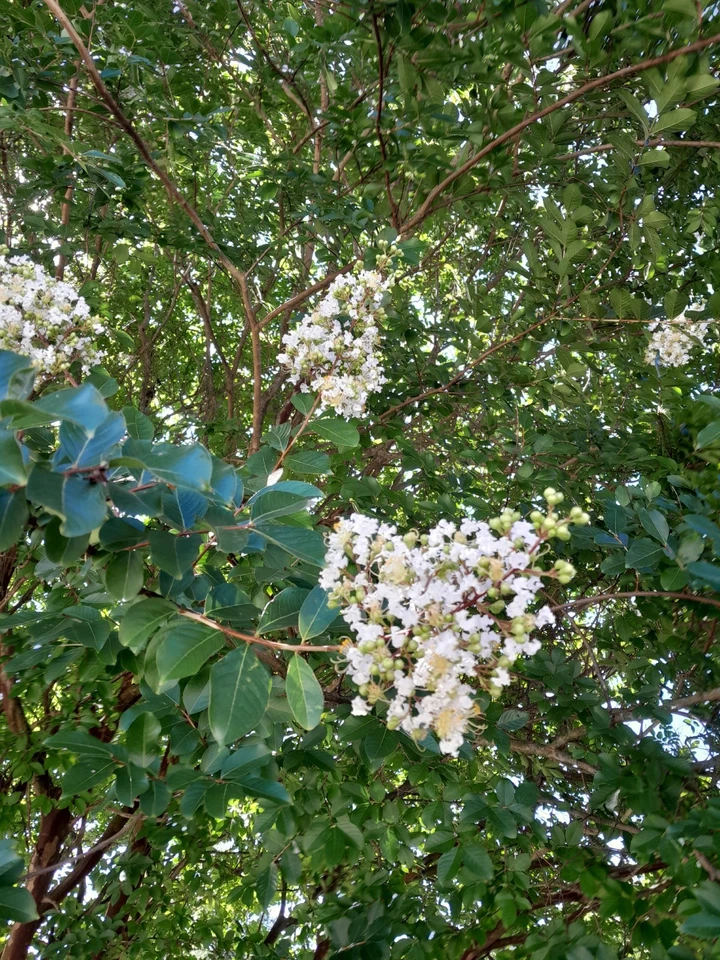 35+ WHITE CRAPE MYRTLE TREE / SHRUB / FLOWER SEEDS / DROUGHT TOLERANT PERENNIAL - Image 3 of 4