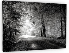 FOREST BLACK AND WHITE TREES CANVAS PICTURE PRINT WALL ART 
