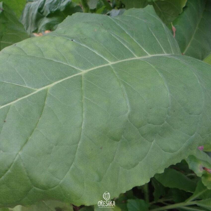 Tobacco Connecticut49 300+ PCS fresh seeds, Nicotiana tabacum, Tobacco seeds eBay