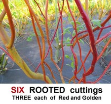 Willow Tree ROOTED cuttings SIX CURLY CORKSCREW Red Yellow  Contorted Twisted