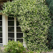 Fragrant Jasmine 'Angel Wings' Plant | 16cm Pot | White Climbing Garden Plant
