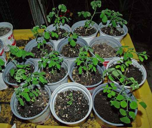 lavender indoor plants for sale Sensational Lavender