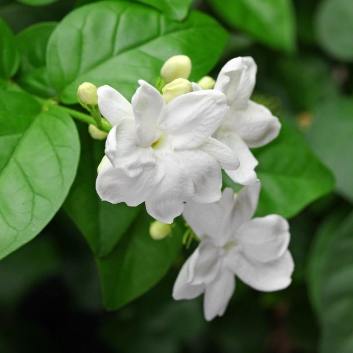 200+ Climbing Jasmine Flower Seeds | Non-GMO Fragrant Plant Seeds