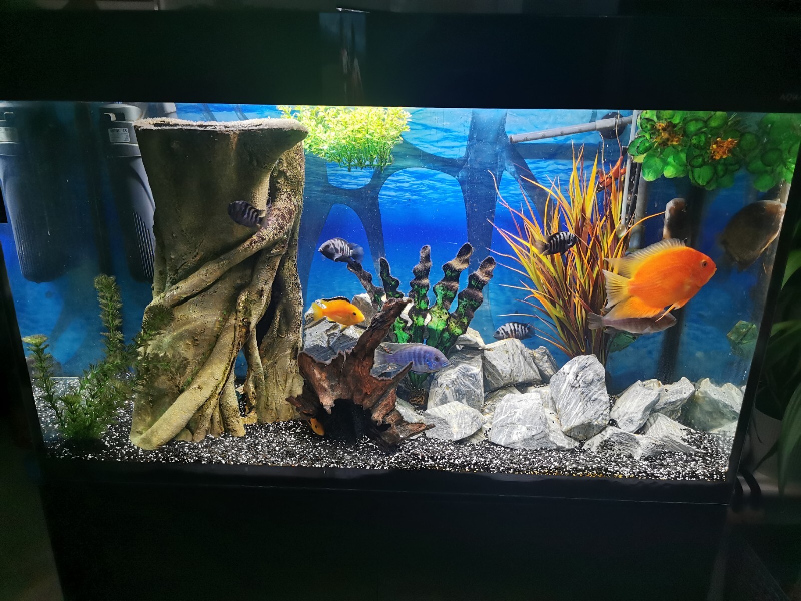 Complete Fish Tank eBay