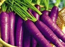 Cosmic Purple Carrot Seeds  200+ Seeds  NON-GMO  BUY 4 GET FREE SHIPPING