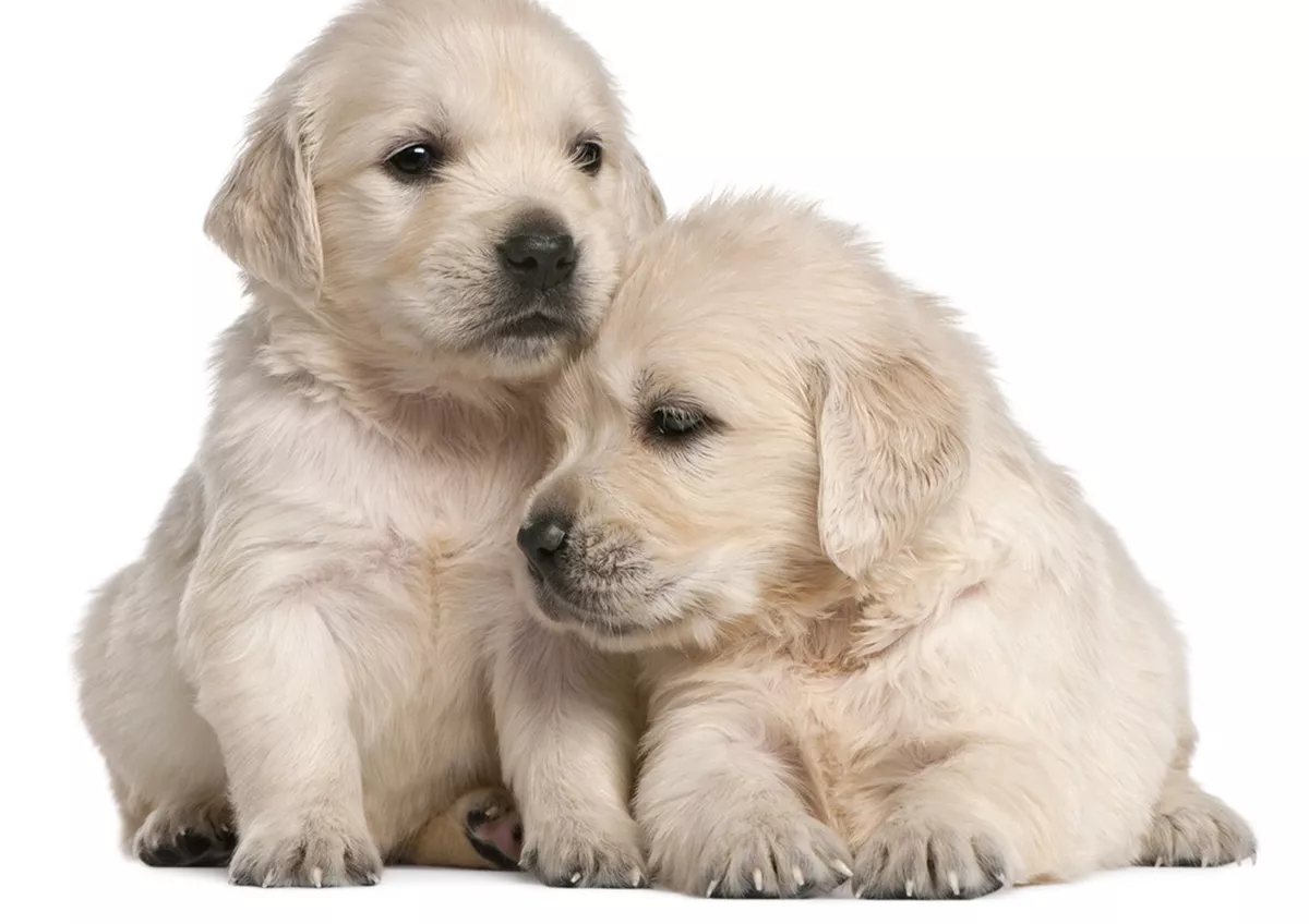 Ebay golden retriever cheap puppies for sale