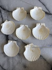 Assorted Scallop Shells White Brown Pink 5 -6 8 Set Of 7 Various