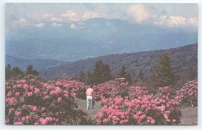 Postcard Worlds Largest Rhododendron Garden Roan Mountain N. C. to Tennessee