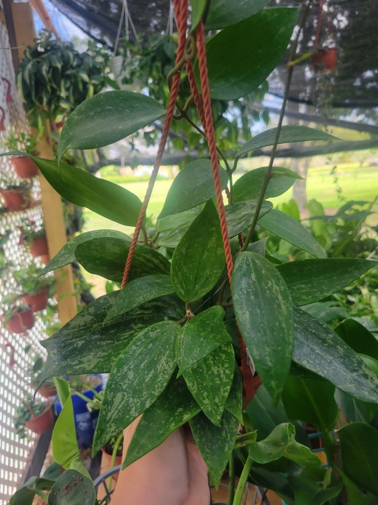 Hoya Rangsan Splash 6-Inch Full Hanging Basket Live Plant