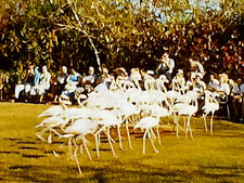 8mm Film 1956 Ardastra Gardens Nassau 1950s Home Movie Flamingo Show Swimming
