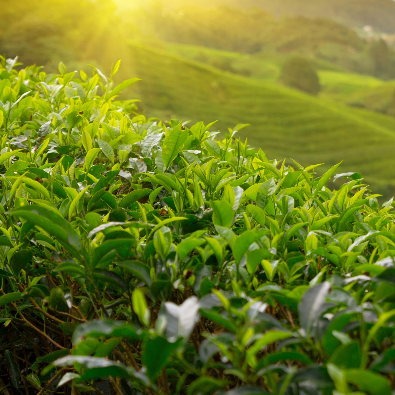 Pure Ceylon Tea 100% Authentic Sri Lankan Black Tea Premium Quality Fresh Leaves