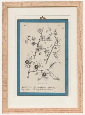 Native Flora of Europe - Gerahmte Lithographie Aus Dem 19. Jahrhundert, Prunu...