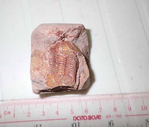 Fossil bräunlicher Trilobit Ductina vietnamica 30x19 mm 57,9 Gramm - Bild 3 von 5