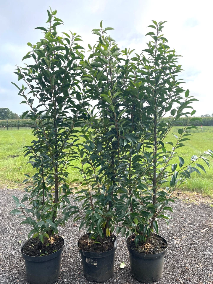 5st. Portugiesischer Kirschlorbeer 90-100cm im Topf Prunus lusitanica Hecke