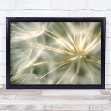 Macro Soft Dandelion Downy Tuft Tufts Seed Seeds Flower Flowers Wall Art Print