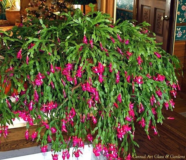 True Christmas Cactus Pink Schlumbergera Zygocactus  Rooted In Small Pot