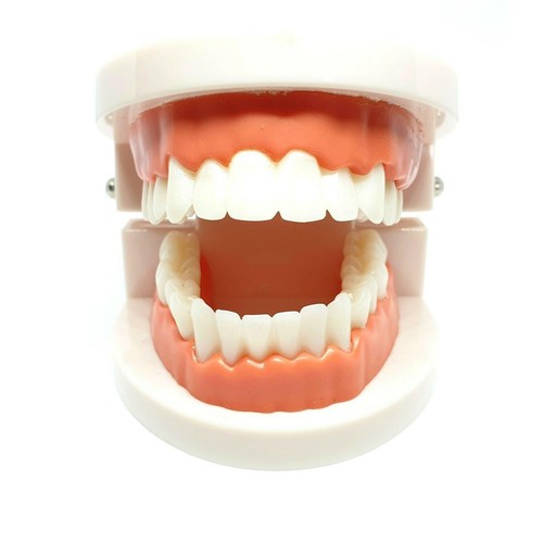 PVC Adult Standard Typodont Demonstration Teeth Model School Teaching Equipment - Afbeelding 1 van 11