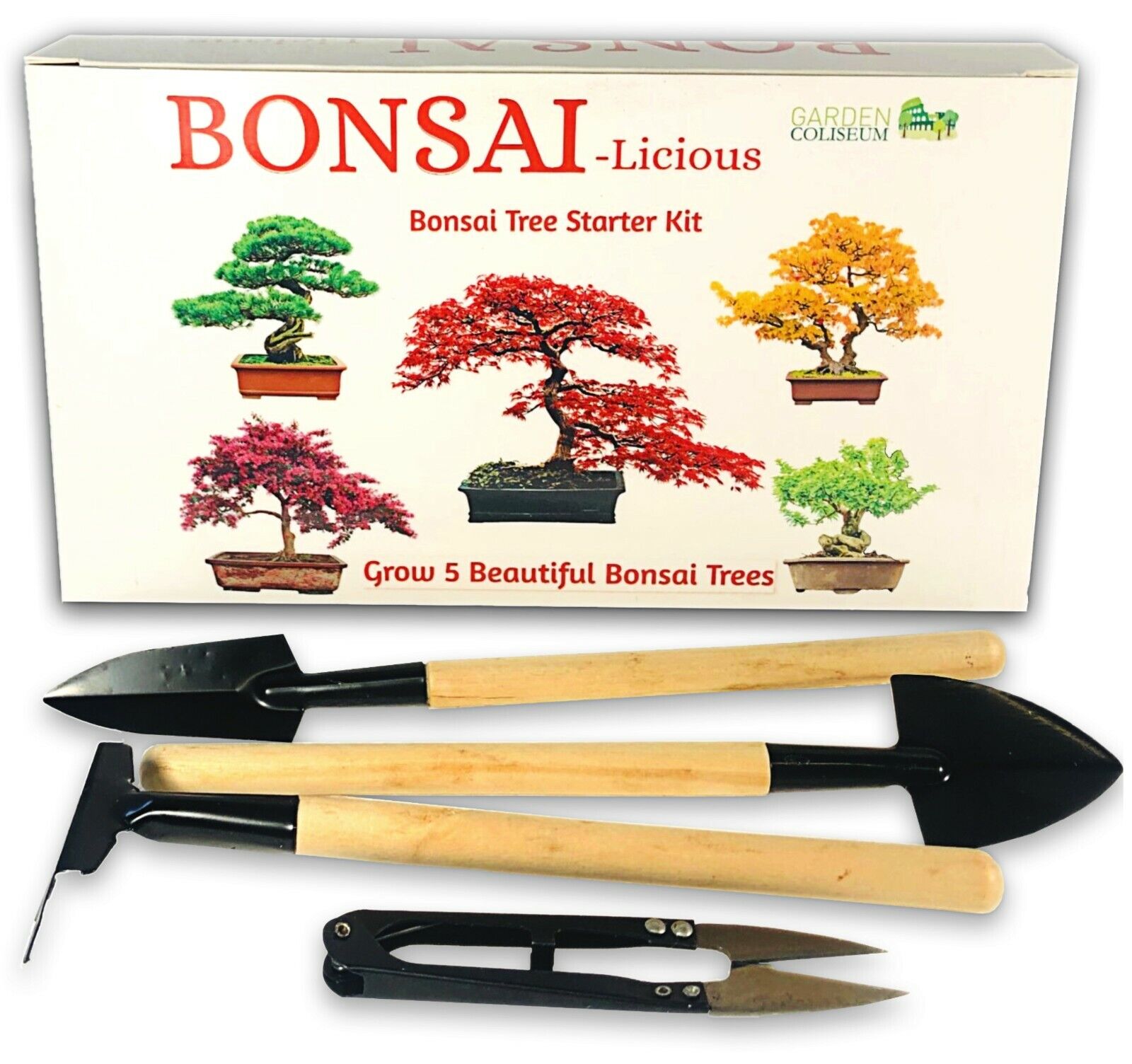 Grow Your Own Bonsai Tree Kit