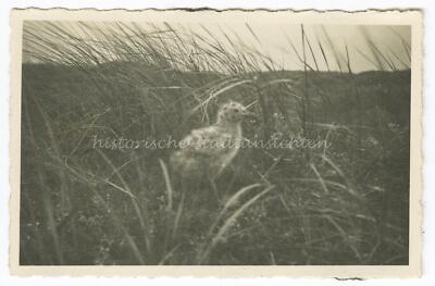 Langeoog - Young Bird in the Dunes - Old Photo 1930s