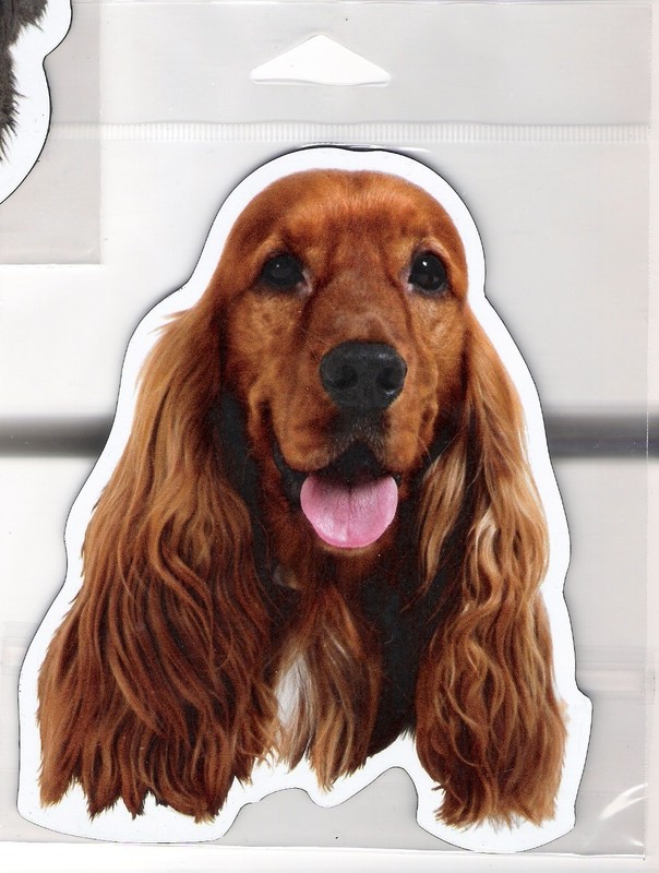 English Setter 4 inch face magnet for car or anything metal     New