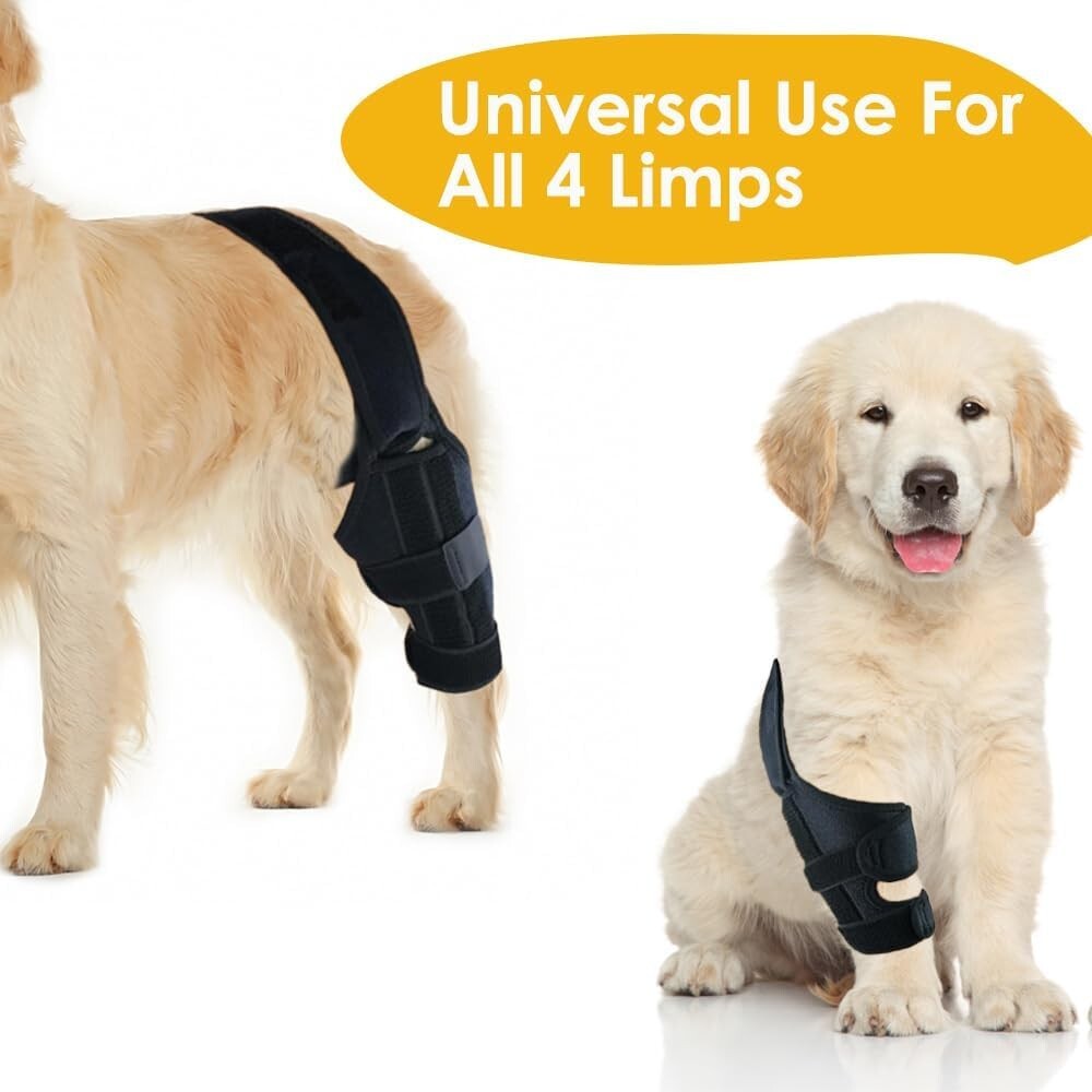 Golden Retriever Dog Braces Price Petmingham Dog Knee Brace For