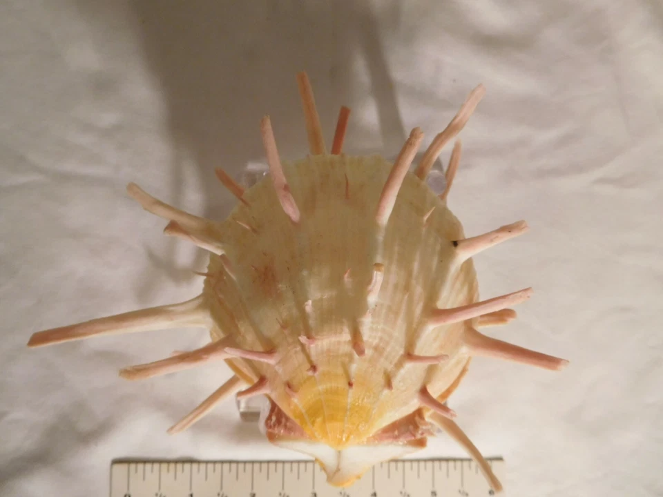 Spondylus ~Yellow & Orange with Pink Spines 6 inch Thorny Oyster Seashell - Image 3 of 4
