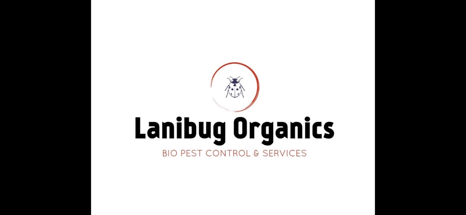 Flightless Fruit Fly Culture (Drosophila Hydei)