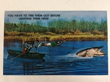 Pike Fishing "You Have to Tire Them Out Before Landing Them"  Chrome Postcard