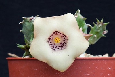 Huernia quinta (Strydamtunnel, RSA). Stapelia, lithops, huernia.