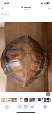 Turtle/ Tortoise Animal Shell