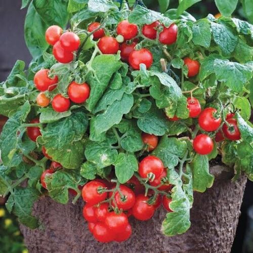 TOMATO TINY TIM 30+seeds Dwarf 40cmVariety Great forPots High Yields * FREE POST - Picture 2 of 7