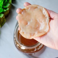 Kombucha SCOBY Starter Culture  Live Probiotic Fermentation  Tea  Kefier
