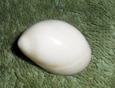 Special Collection Sale BL RFM 85234 Polinicies tumidus Swainson 1840 28.4mm wit