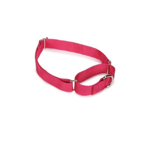 Bulk Wholesale Nylon Martingale Collars Shelter Rescue Vet Makes Great Donations - Picture 60 of 116