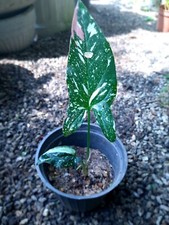 Syngonium red spot tri color