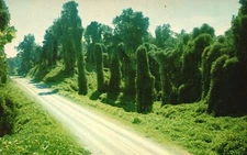 Kudzu Along The Highway Oriental Legume In A Single Season Mississippi Postcard